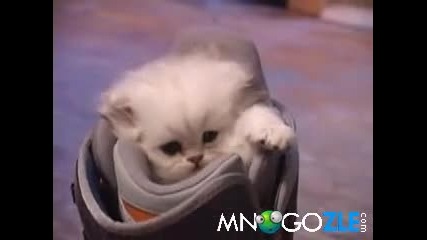 Сладко коте в ски обувка