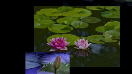 Water lily... ...водната кралица на красотата... ...