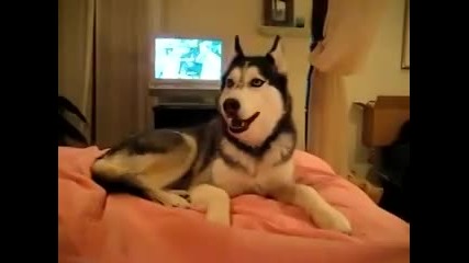 Хъски казва " I love you"!