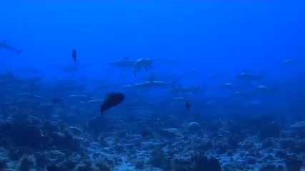 Красотата на Остров Фиджи