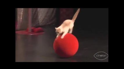 Най - талантливите циркови котки .
