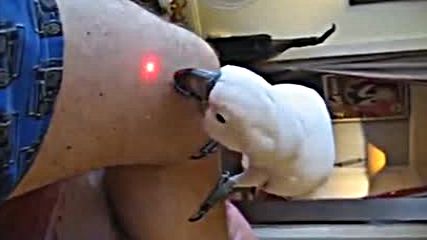 Папагал гони лазер
