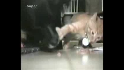 Лакомото Коте