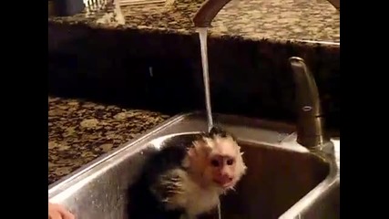 Маймуна се баня