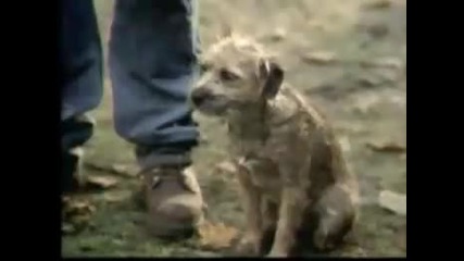 Реклама на budweiser Смях