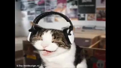 cat im a kitty cat