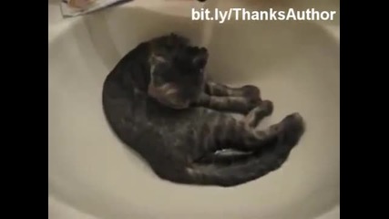 Смешни котки във вода, Epic
