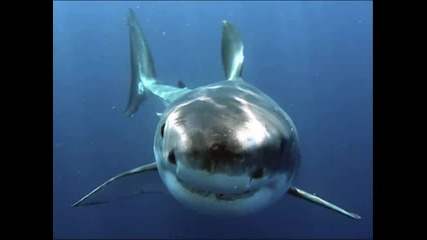 Топ 10 Най- опасните животни във водата !