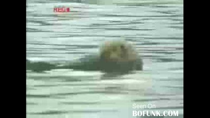 Funny Animals 