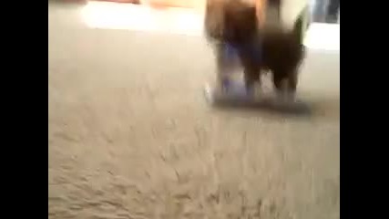 Куценце