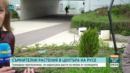 Расте ли марихуана пред сградата на МВР в центъра на Русе