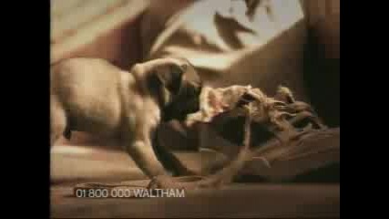 pedigree ad