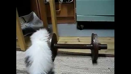 коте се опитва да премести гира