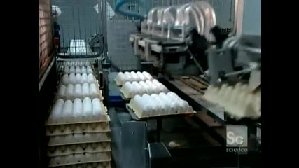 Как се правят яйца
