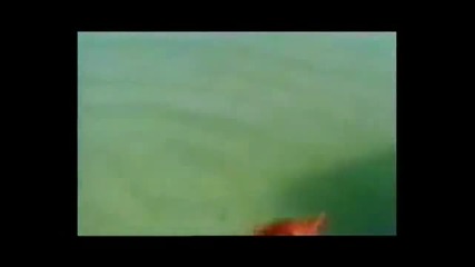 Това не се вижда всеки ден