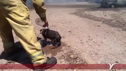 Мексикански пожарникар охлажда коте с бутилка вода спасено от огнен ад!
