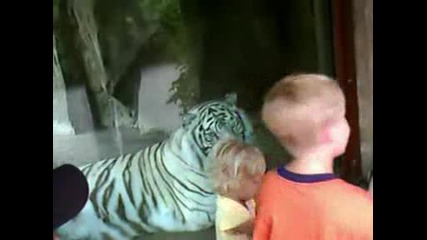 Бял Тигър стряска Дете!