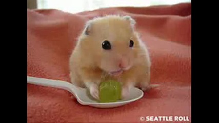 Funny Hamster - Hamster Dance
