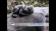 Показаха две бебета горили в зоопарка в Ню Йорк