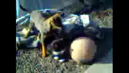 Qko pin4er4e pravi sex s kotence