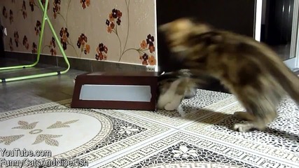 Cats wear box (followers Cat Maru)