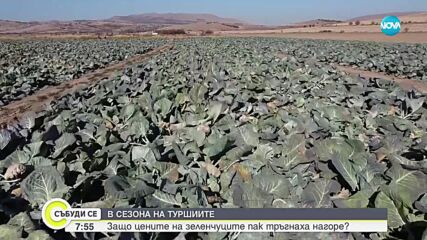В сезона на туршиите: Цените на зеленчуците тръгнаха нагоре