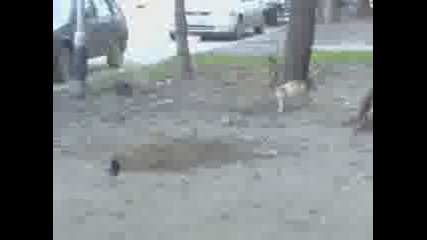 Котка дебне гълаб