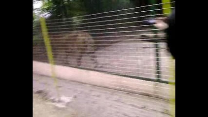 Тигър 