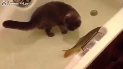 Котка и риба , в една вана