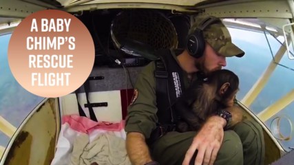 Mussa the baby chimp's first flight