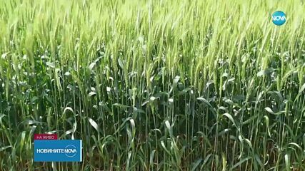 След решението на ЕК: Гечев предлага отмяна на националната забрана за внос на украинско зърно