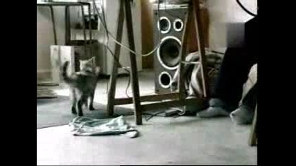 Добро Коте !