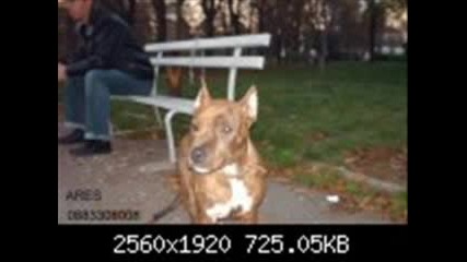 Qki Pitbuli