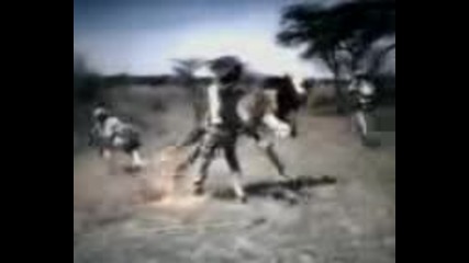 Lion Attacks Man