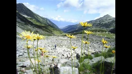 Bulgarian Flowers