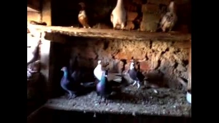 село Севар птиците на Али