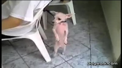 Куче танцува на латино музика