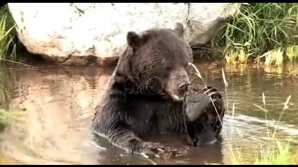 мече яде без звук