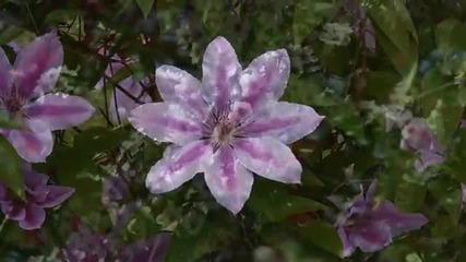 Gods beautiful flowers