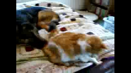 Reunion of 11 Yr Old Missing Cat German Shepherd