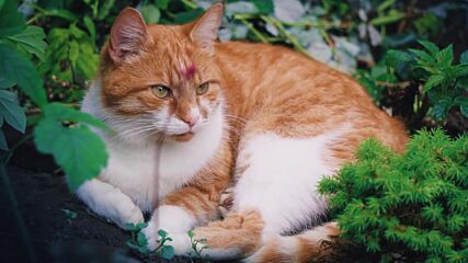 За котките с любов 10