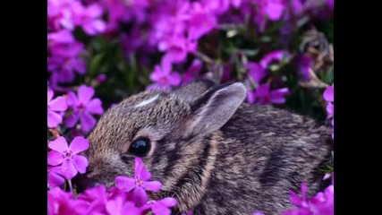 Secret Garden - Serenade To Spring