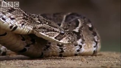 Attenborough Fully Grown Python eating a Deer - Life in Cold Blood - Bbc wildlife 