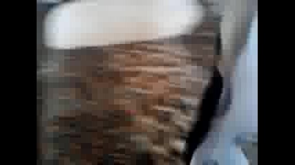 Танцуващите кучета 2
