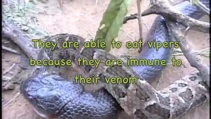 Вижте как змиите се изяждат