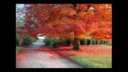 Luminous Autumn