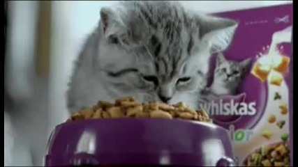 Реклама на Whiskas Junior ( So Sweet )