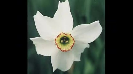 Oliver Shanti - Narcissus Flowers