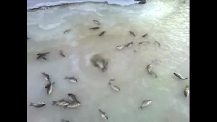 Риби излизат от дупка в леда
