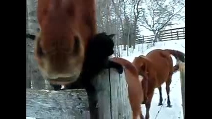Любовта между един кон и една котка 